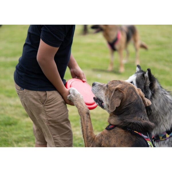 Frisby para mascotas Scrappy Ideal Para Toda Raza